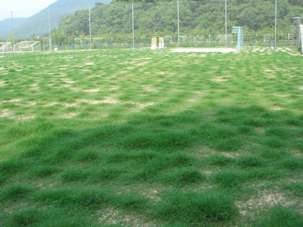 運動場芝生化 芝の成長報告 ３週間経過 塾小pta 平成２５年